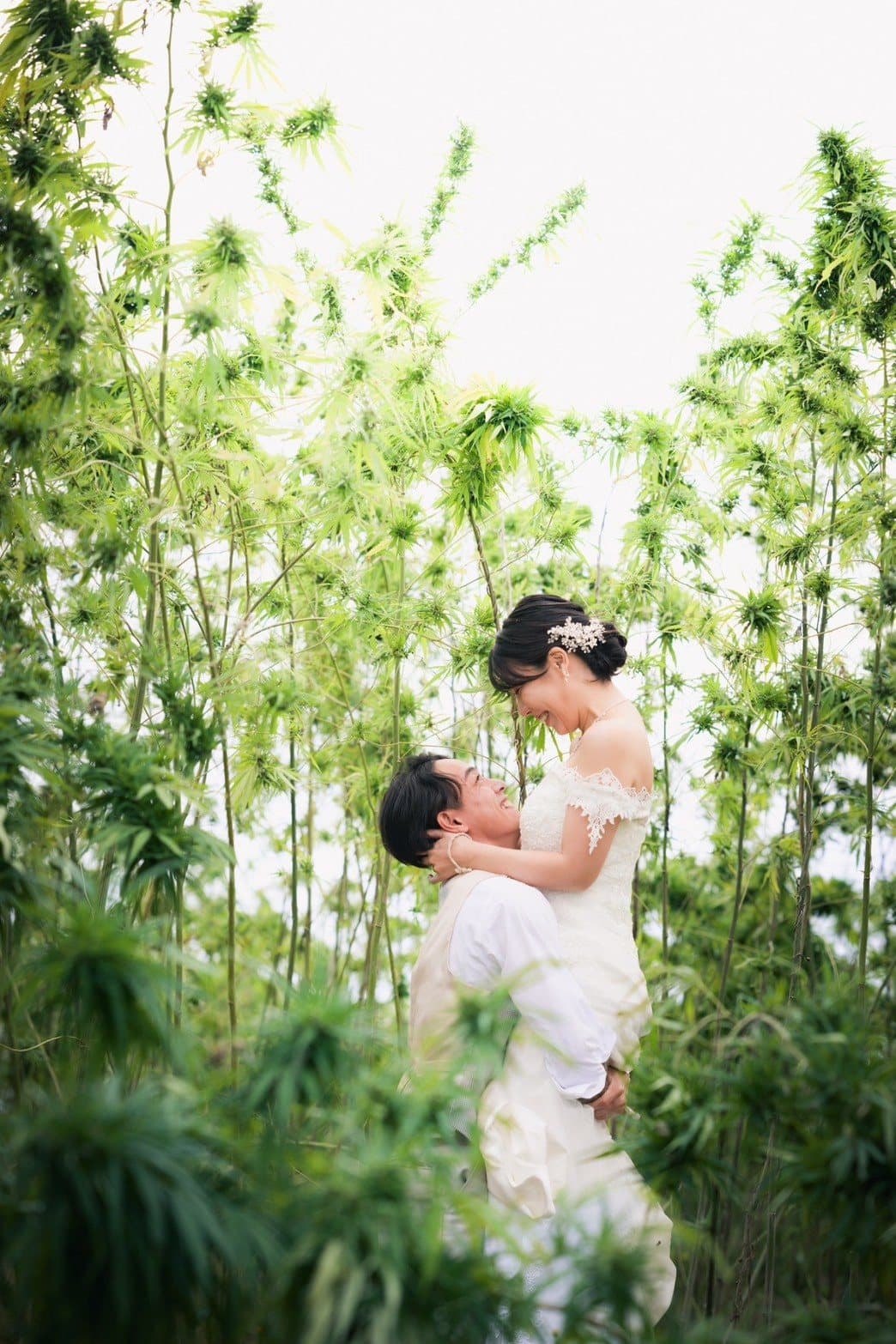 背の高い麻畑で抱き合う新郎新婦